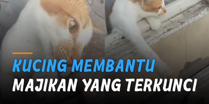 VIDEO: Majikannya Terkunci di Luar, Kucing Ini Lakukan Aksi Tidak Terduga