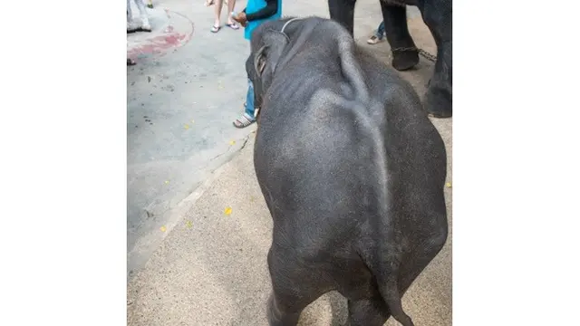 gajah disiksa