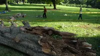 Pohon Agatis di Kebun Raya Bogor, Kota Bogor, Jawa Barat tumbang menimpa pengunjung. (AntaraFoto)