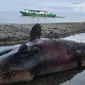 Seekor bangkai ikan lumba-lumba, ditemukan warga terdampar di sekitar Pantai Towera, Desa Towera, Kecamatan Siniu, Kabupaten Parigi Moutong (Parimo) Sulawesi Tengah (Sulteng) (Arfandi Ibrahim/Liputan6.com)