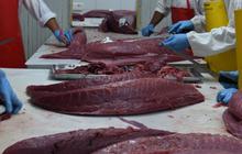 Tahun Tuna 2024, KKP Perkuat Daya Saing Komoditas Tuna