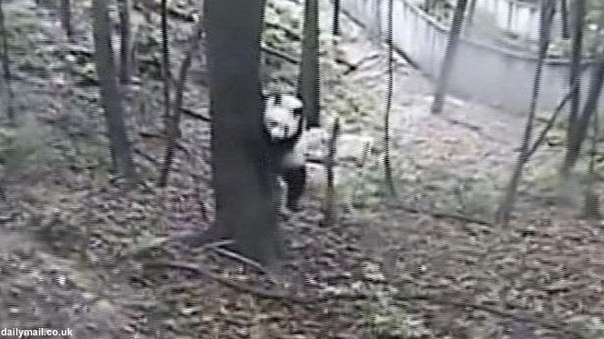 VIDEO: Panik! Panda Montok Panjat Pohon Saat Gempa Sichuan