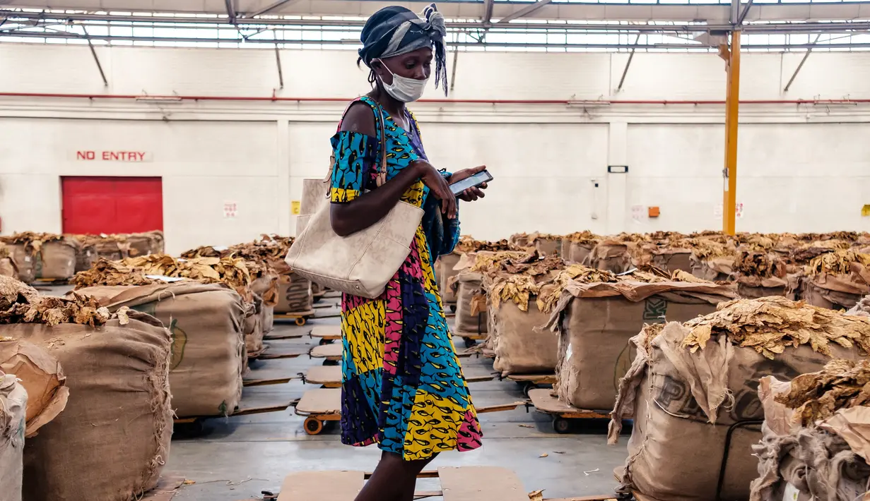 Seorang petani tembakau mencari balnya selama pembukaan resmi musim penjualan tembakau di Lantai Penjualan Tembakau, Harare, Zimbabwe, 7 April 2021. Musim penjualan tembakau tahun ini dihadiri sedikit petani karena pembatasan COVID-19. (Jekesai NJIKIZANA/AFP)