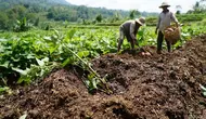 Cara Menanam Ubi Jalar dari Bibit Stek hingga Panen agar Umbi Besar dan Melimpah