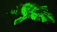 Jenis hiu yang ternyata melakukan biofluoresensi atau berpijar dengan warna hijau terang (David Gruber)