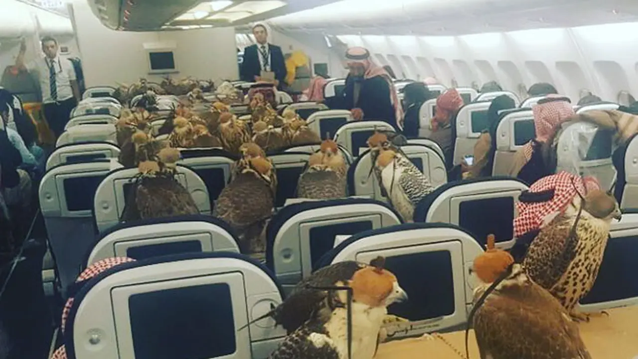 [Bintang] Bukan Main! Pangeran Arab Beli 80 Kursi Pesawat Buat Burung Elang