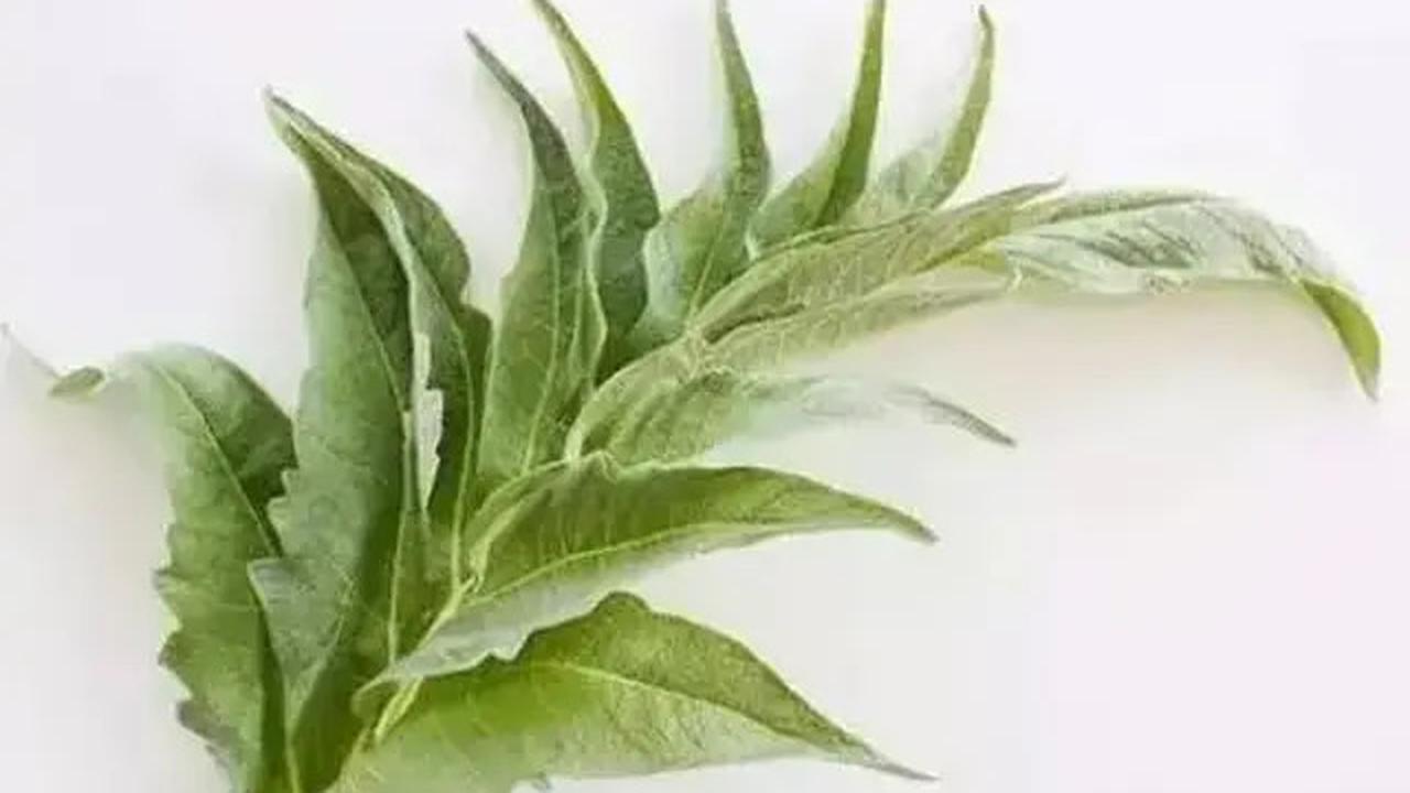 Obat Herbal Ampuh Turunkan Kolesterol, Jahe hingga Kunyit