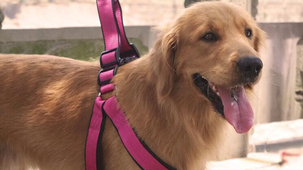 Pentingnya Tali Pegangan untuk Anjing