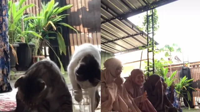 Kelewat Iseng, Tingkah Absurd Kucing Ini Bikin Gagal Fokus Saat Sholat Ied