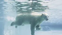 Inuka si beruang kutub yang populer di kebun binatang Singapura, Wildlife Reserves Singapore. (Doc Wildlife Reserves Singapore)