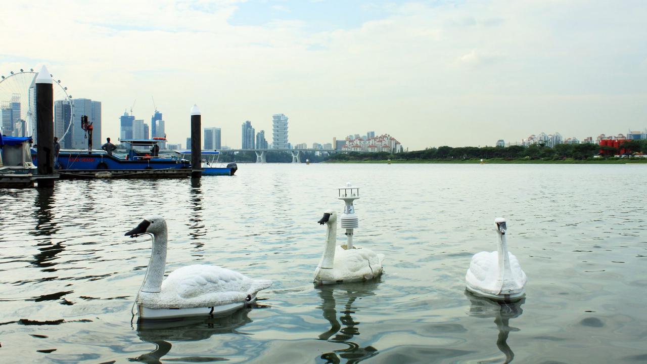 Sekumpulan robot angsa yang digunakan untuk mengecek kualitas air bersih Singapura - AP