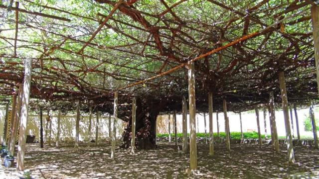 Ada banyak tiang penyangga di pohon bunga mawar ini agar ia tidak runtuh/copyright odditycentral.com