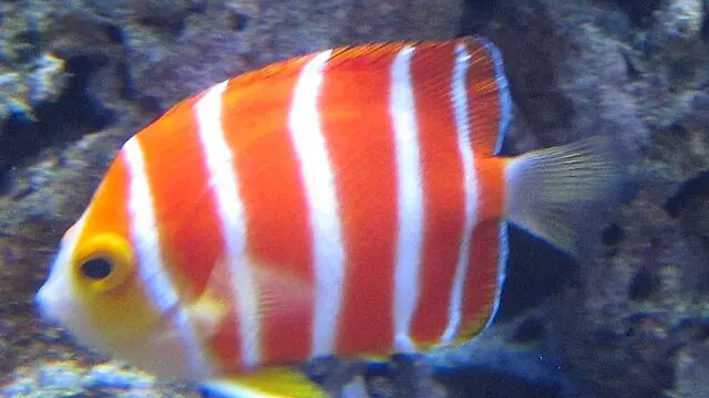 Ilustrasi Peppermint Angelfish