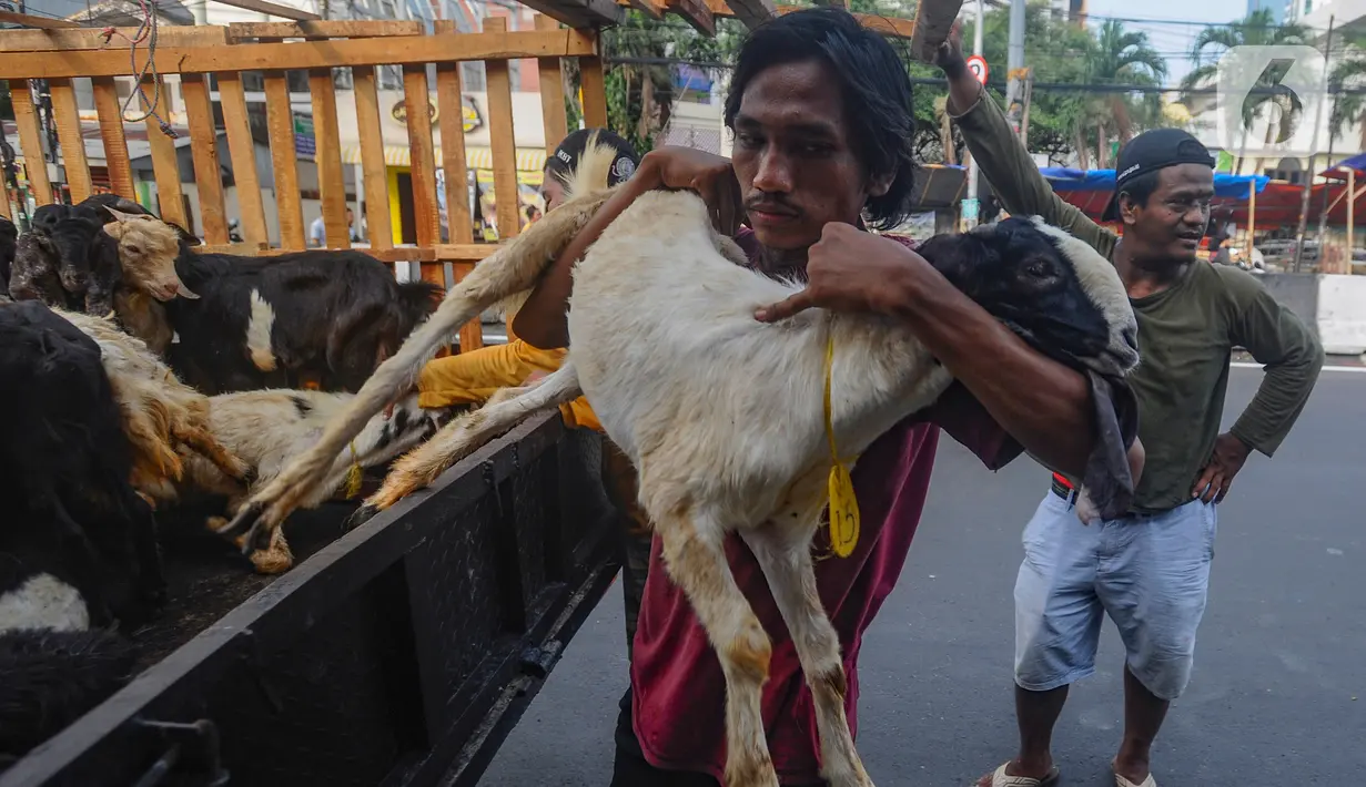 Penjualan hewan kurban di kawasan Pasar Tanah Abanh meningkat sebesar 100 persen dibandingkan tahun. (merdeka.com/Arie Basuki)