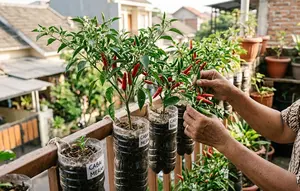 TOP 3: Cara Menanam Cabai di Botol Bekas, Rumah Minimalis dengan Taman Mini, dan Ide Usaha IRT Modal Freezer