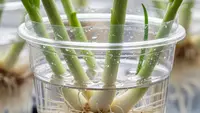Cara Menanam Daun Bawang di Gelas Plastik Bekas, Solusi Praktis Panen Sayur dari Sudut Rumah