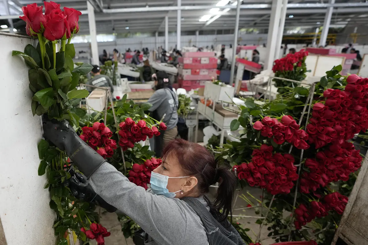 Persiapan Bunga untuk Perayaan Valentine di Kolombia