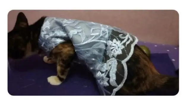 6 Tingkah Kucing di Nikahan Ini Bikin Geleng Kepala, Kocak