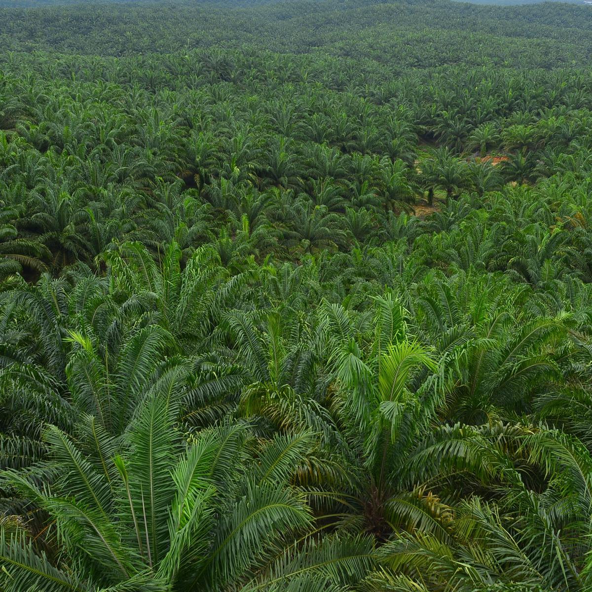 Astra Agro Lestari Tebar Dividen 45 Persen dari Laba Bersih ...