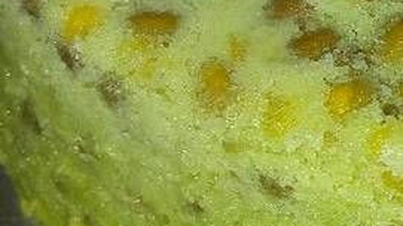 6 Resep Bolu Kacang Hijau Kukus Lembut, Camilan Pengganjal Perut yang Unik