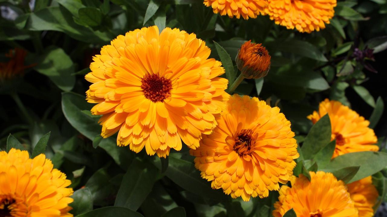 Ilustrasi Calendula