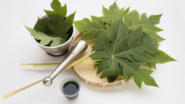 daun pepaya