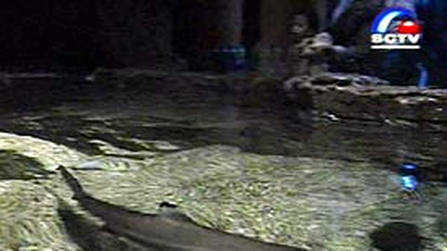 Hiu Bambu Berkembangbiak Di Seaworld Ancol News Liputan6com