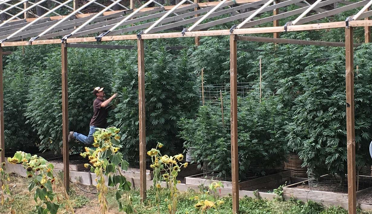 Pria California Bikin Kebun Ganja di Pekarangan Rumah ...