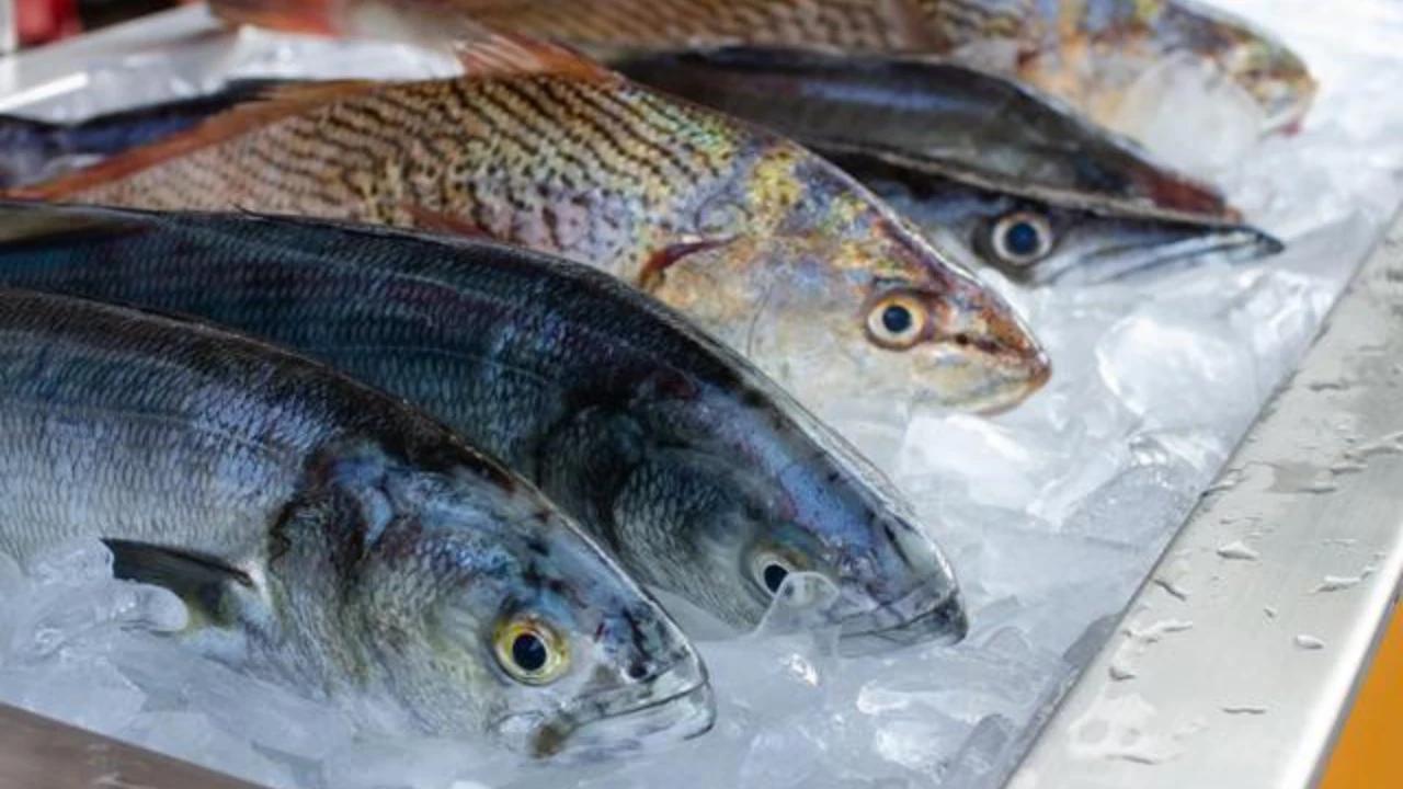 7 Rahasia Menyimpan Ikan Segar Agar Tidak Bau dan Kualitas Tetap Terjaga