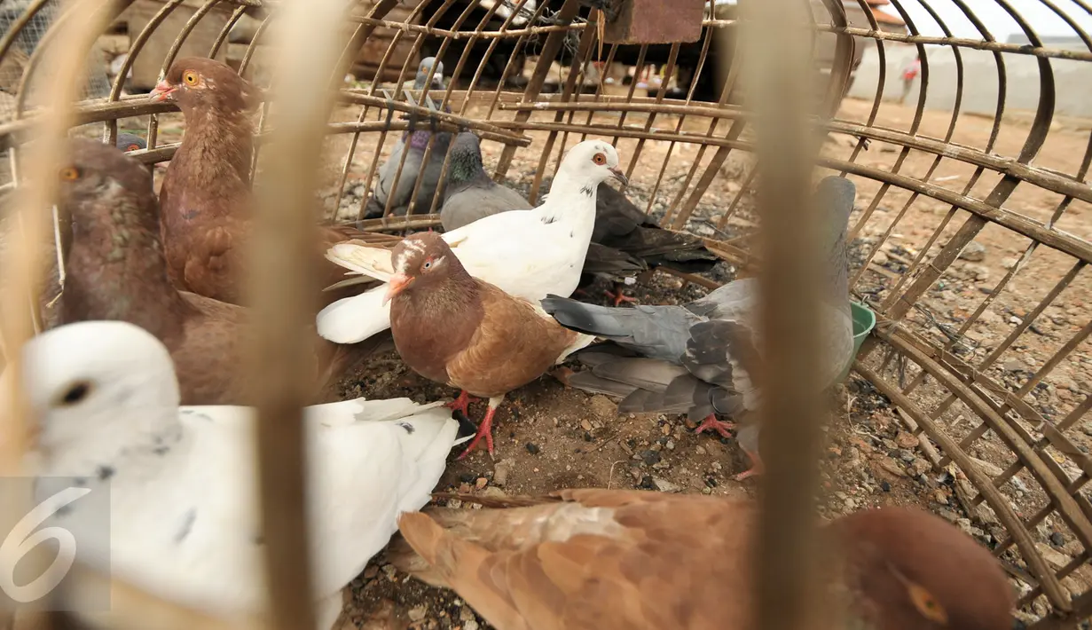 Sejumlah merpati berada di dalam kandangnya di kawasan Bukit Duri, Jakarta, Jumat (13/1). Habiskan waktu sore, sejumlah anak-anak bermain burung merpati di kawasan Bukit Duri. (Liputan6.com/Yoppy Renato)