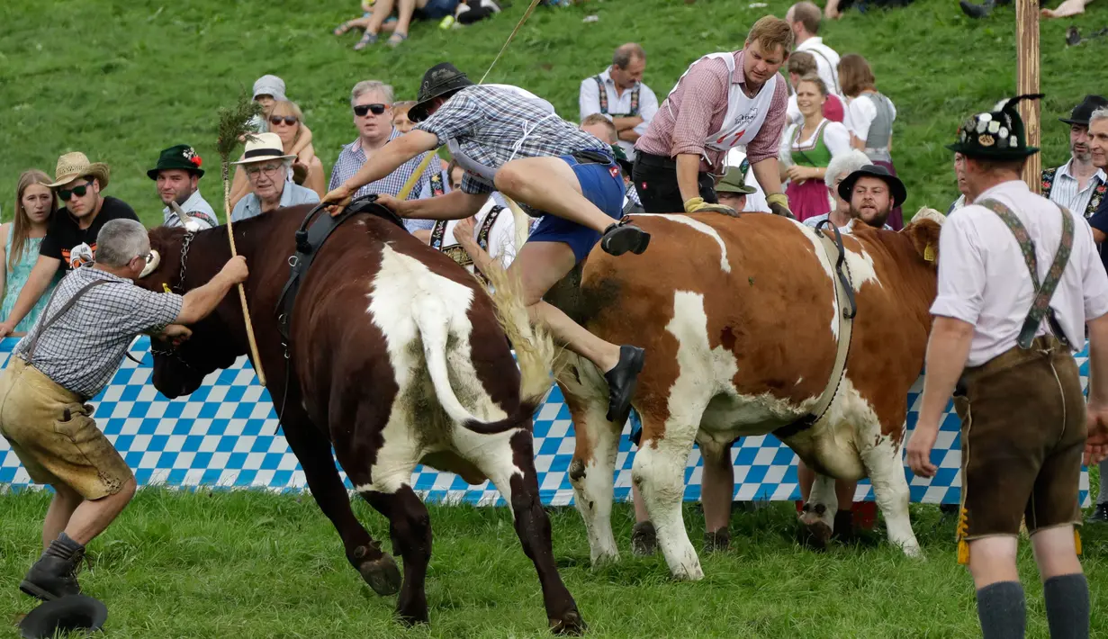 Seorang petani, Hubert Kergl berusaha mengendalikan sapinya bernama Buali saat ikut ambil bagian dalam lomba balapan sapi tradisional di Desa Bavarian, dekat Danau Starnberg, Jerman, Minggu (28/8). (AP Photo/Matthias Schrader)