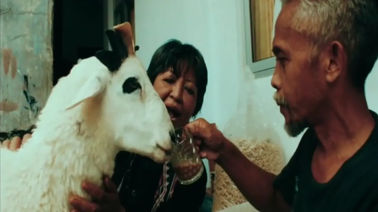 Cerita Panca, Domba Bertanduk Lima di Kabupaten Kuningan Yang Doyan Ngopi