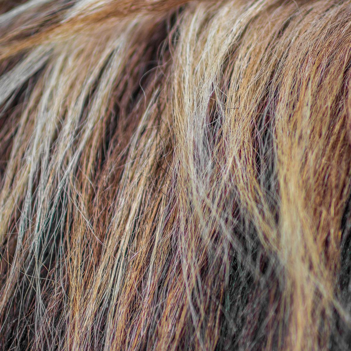 ilustrasi perubahan warna rambut karena rusak kurang nutrisi