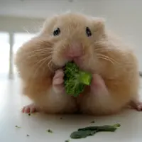 13 Manfaat Brokoli yang Menakjubkan untuk Kesehatan