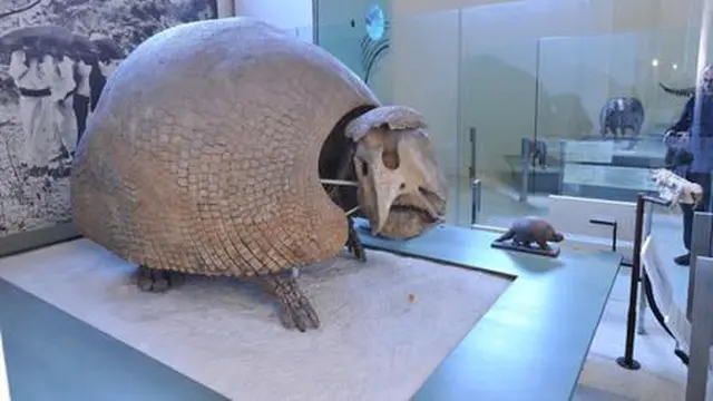 Glyptodont