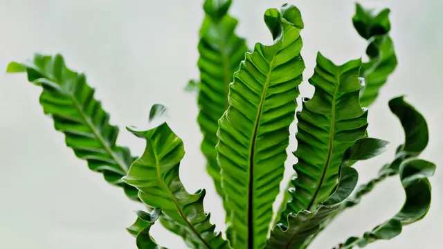Bird’s Nest Fern (Paku Sarang Burung)