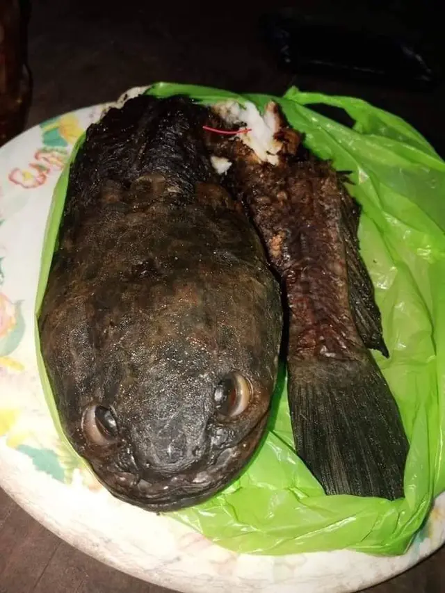 6 Menu Makan Lele Ini Tidak Biasa, Bikin Terkejut