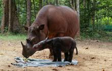 Mengunjungi Taman Nasional Bukit Barisan Selatan, Hutan Hujan Tropis di Sumatra yang Kaya Potensi Alam