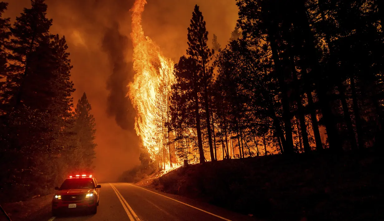 Api membakar pepohonan di  89 utara Greenville di Plumas County, California, Selasa (3/8/2021). Kondisi kering dan berangin telah menyebabkan peningkatan aktivitas kebakaran saat petugas pemadam kebakaran memerangi kobaran api yang berkobar pada 14 Juli. (AP Photo/Noah Berger)