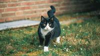 How to Keep Cats Out of Your Yard: 6 Simple Tips to Try