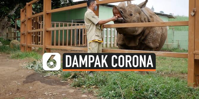 VIDEO: Dampak Corona, Batu Secret Zoo Rugi Rp 500 Juta Per Bulan