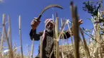Seorang petani mengambil bagian dalam panen gandum tahunan di sebuah ladang di Rafah, Jalur Gaza, Palestina, Minggu (8/5/2022). (SAID KHATIB/AFP)
