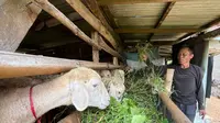 Abah Sakam, Penjaga Warisan Ternak yang Bertahan 4 Dekade