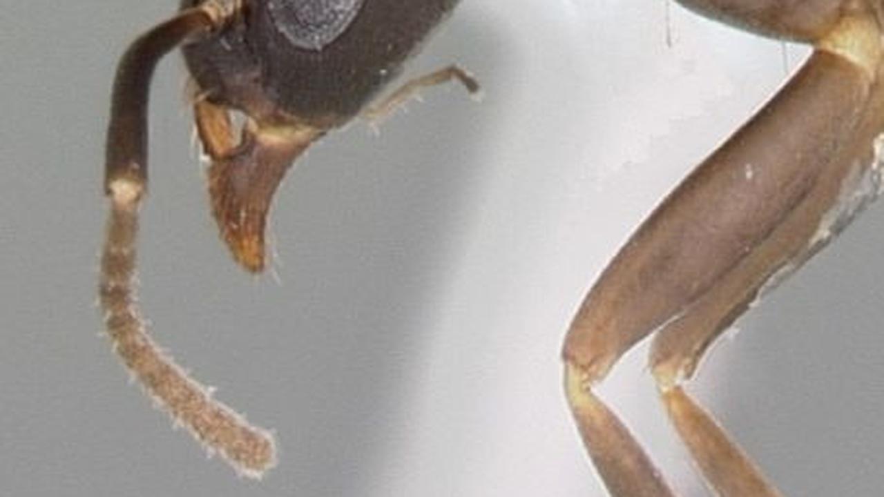 8. Semut Gracilidris<br>
