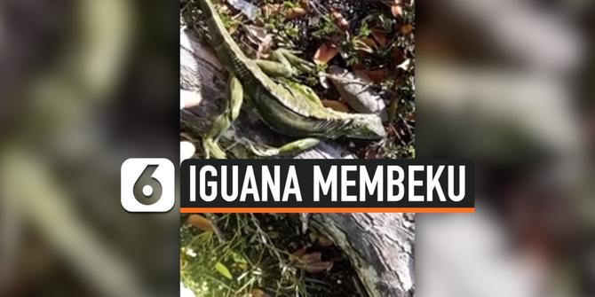 VIDEO: Cuaca Ekstrem, Iguana Membeku dan Berjatuhan dari Pohon