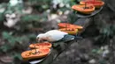 Seekor burung memakan pepaya di Khao Kheow Open Zoo, Provinsi Chonburi, Thailand, Selasa (16/6/2020. Enam kebun binatang di Thailand akan kembali dibuka bagi pengunjung secara gratis mulai 15 hingga 30 Juni. (Xinhua/Zhang Keren)