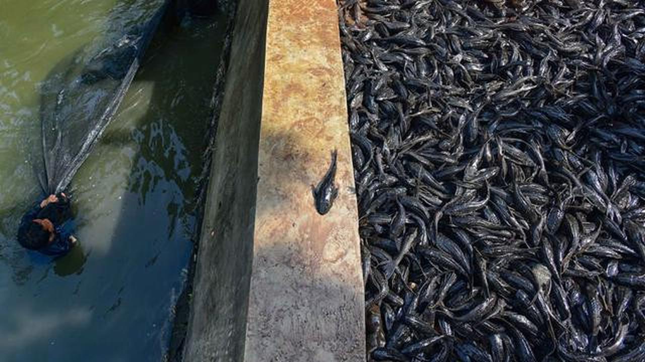 Ahli IPB: Ikan Sapu-Sapu Lebih Aman Dimanfaatkan Jadi Pupuk Tanaman Hias
