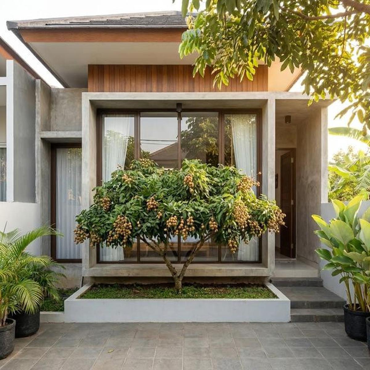 8 Jenis Pohon Buah Tahan Kemarau untuk Pekarangan Rumah, Tetap Panen di Musim Kering