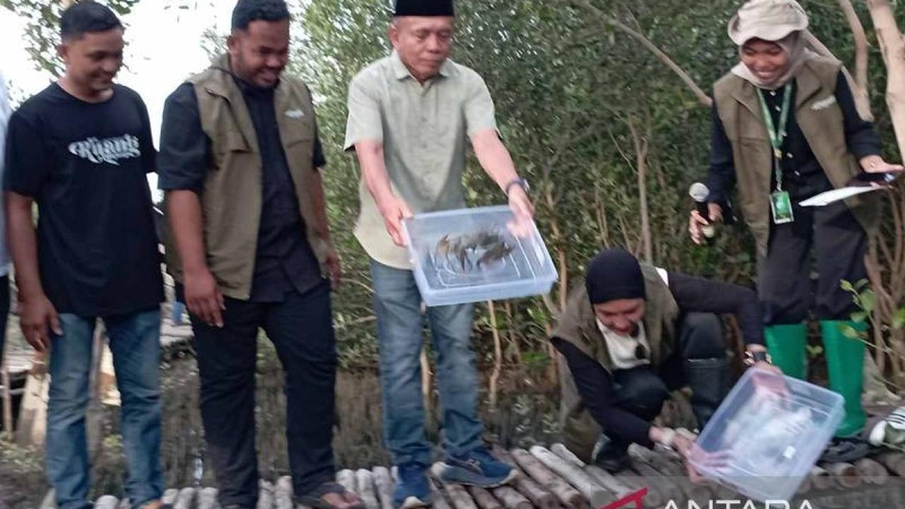 Pelepasliaran Bibit Kepiting dan Penanaman Mangrove Perkuat Konservasi di Mangrove Park Lampulo
