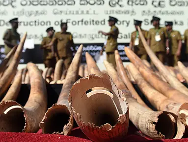 Petugas bea cukai Sri Lanka berjalan dekat tumpukan gading gajah dari Afrika sebelum dimusnahkan di Kolombo (26/1/2016). Sri Lanka menghancurkan 359 buah gading yang disita di pelabuhan Colombo Mei 2012. (AFP PHOTO/Ishara S. KODIKARA)